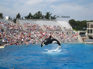 An orca whale leaps out of a large pool, performing in front of a full audience seated in a stadium-like setting. The water splashes as the whale makes a high arc through the air. The spectators are seated in tiered bleachers under a partly cloudy sky, observing the aquatic show.