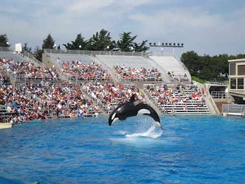 An orca whale leaps out of a large pool, performing in front of a full audience seated in a stadium-like setting. The water splashes as the whale makes a high arc through the air. The spectators are seated in tiered bleachers under a partly cloudy sky, observing the aquatic show.