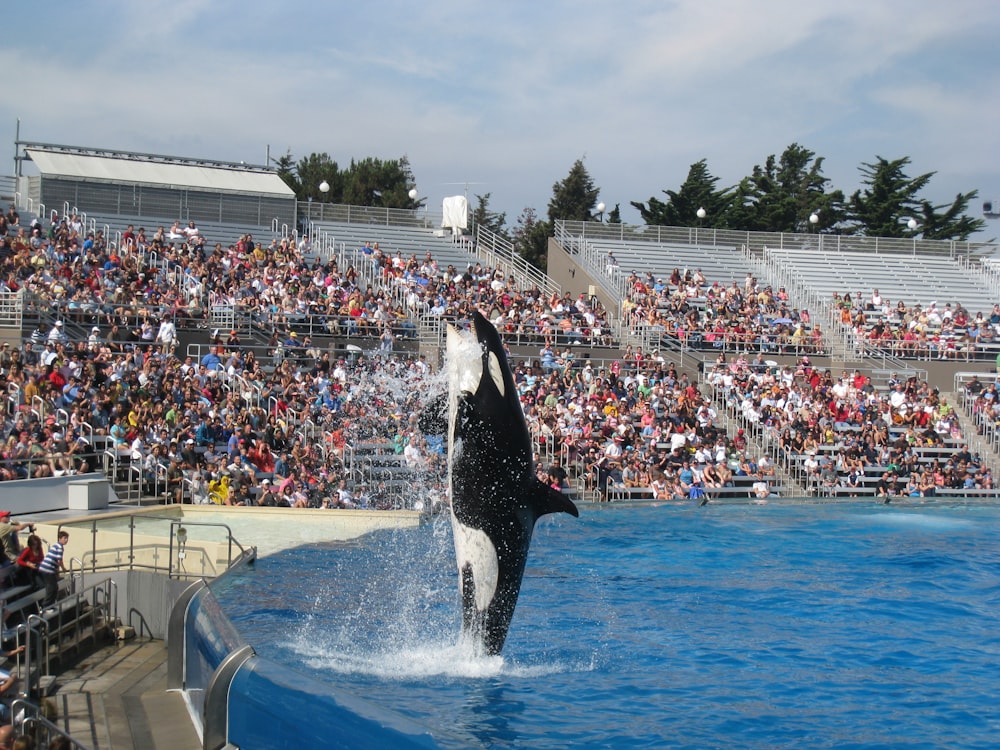 people in black and white whale in the middle of the sea during daytime