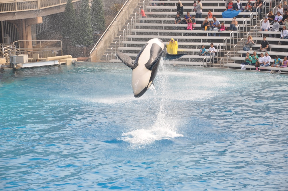 black and white penguin swimming on blue water during daytime