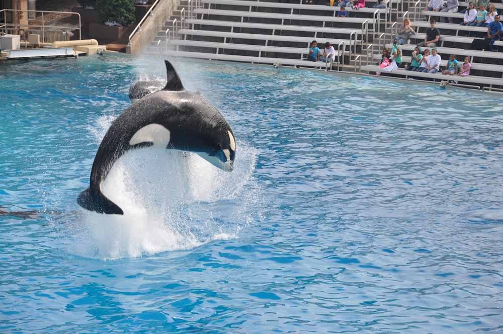 black and white whale in water during daytime