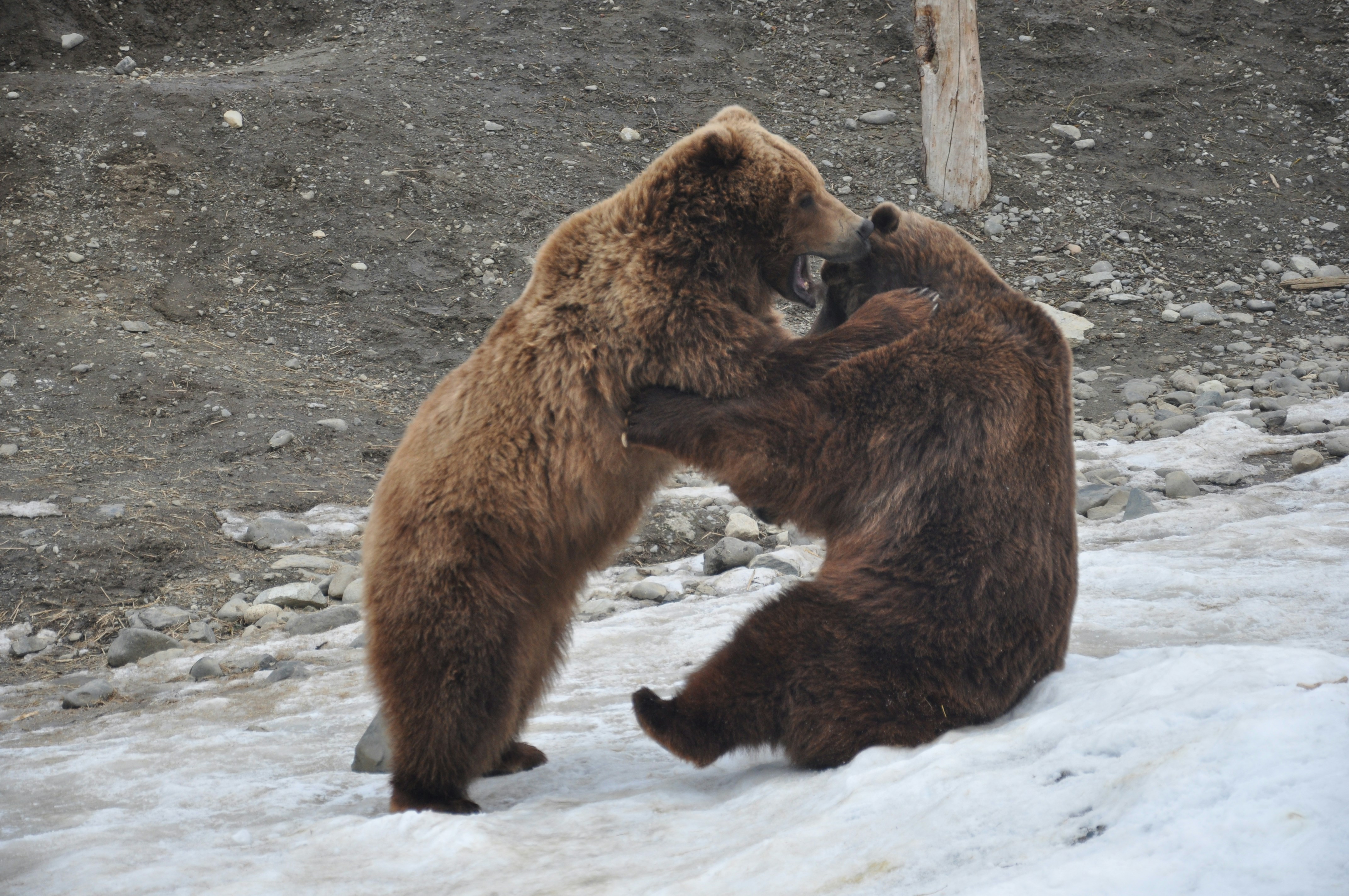 brown bear walking on gray ground during daytime