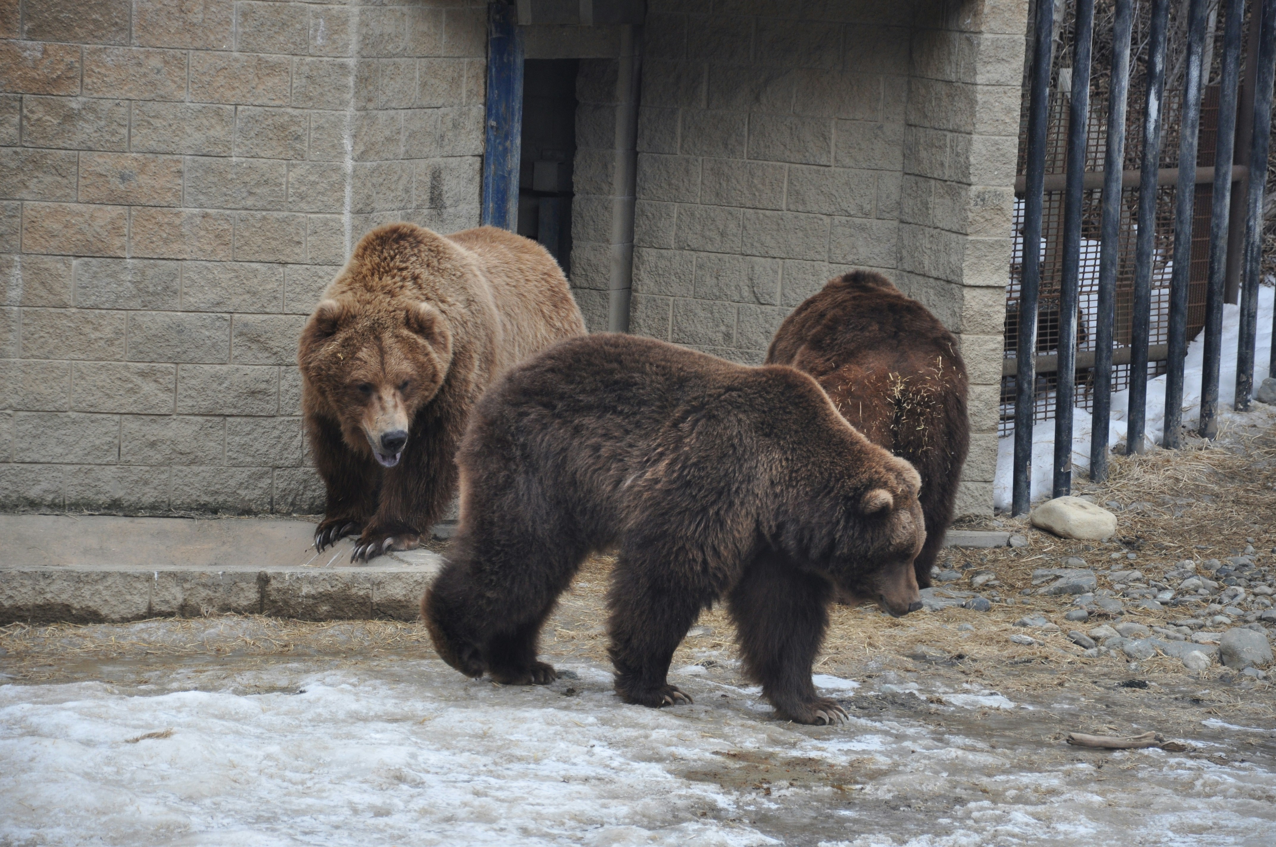 The Heartbreaking Stories Behind Each Rescue (image credits: unsplash)