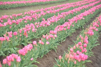pink tulips field during daytime