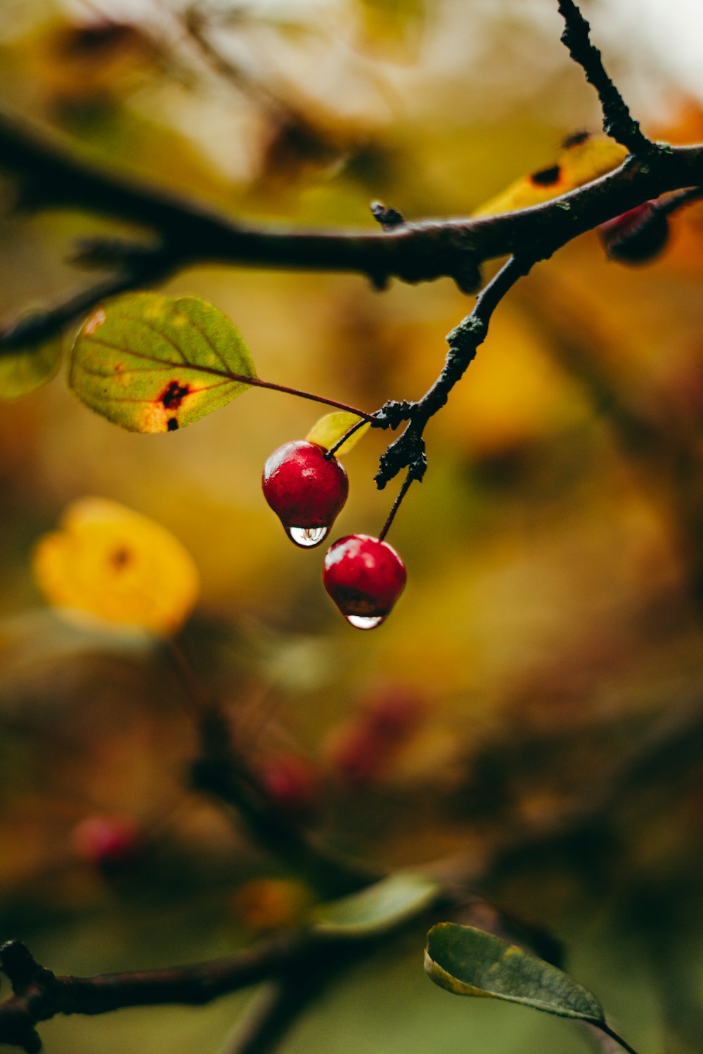 red round fruit on brown stem