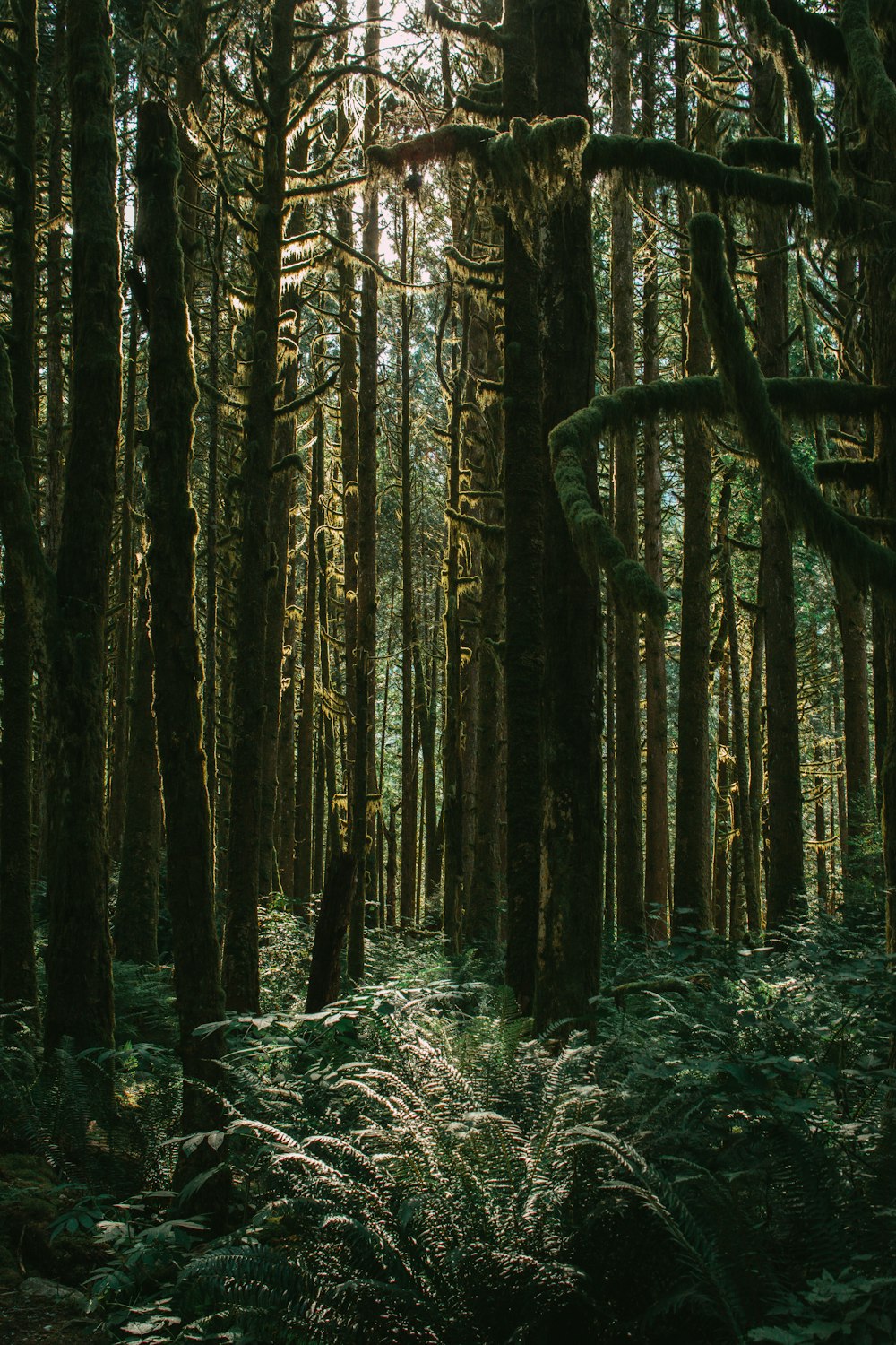 green and brown trees during daytime