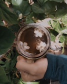 A hand holding a glass cup filled with tea, adorned with floating white flowers inside. Surrounding the cup are lush green leaves, suggesting a natural setting.