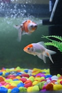 Close-up of colorful fish swimming in a clear aquarium.