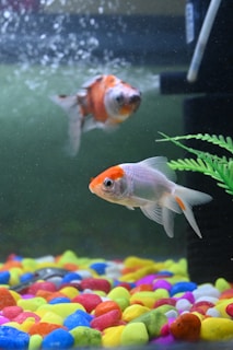 Close-up of colorful fish swimming in a clear aquarium, symbolizing diverse pet care.