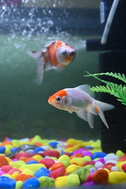 Close-up of colorful fish swimming in a clear aquarium with natural plants.