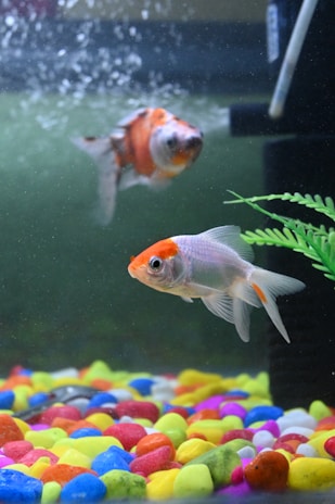 Close-up of colorful fish swimming in a clear aquarium, symbolizing diverse pet care.