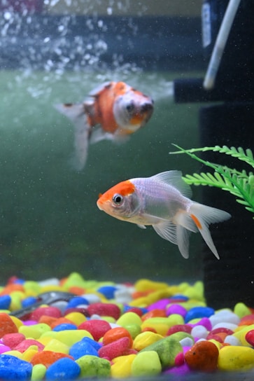 Close-up of colorful fish swimming near floating fish food pellets in a clear aquarium