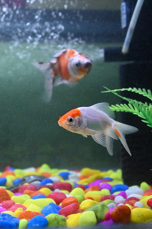 Pet fish