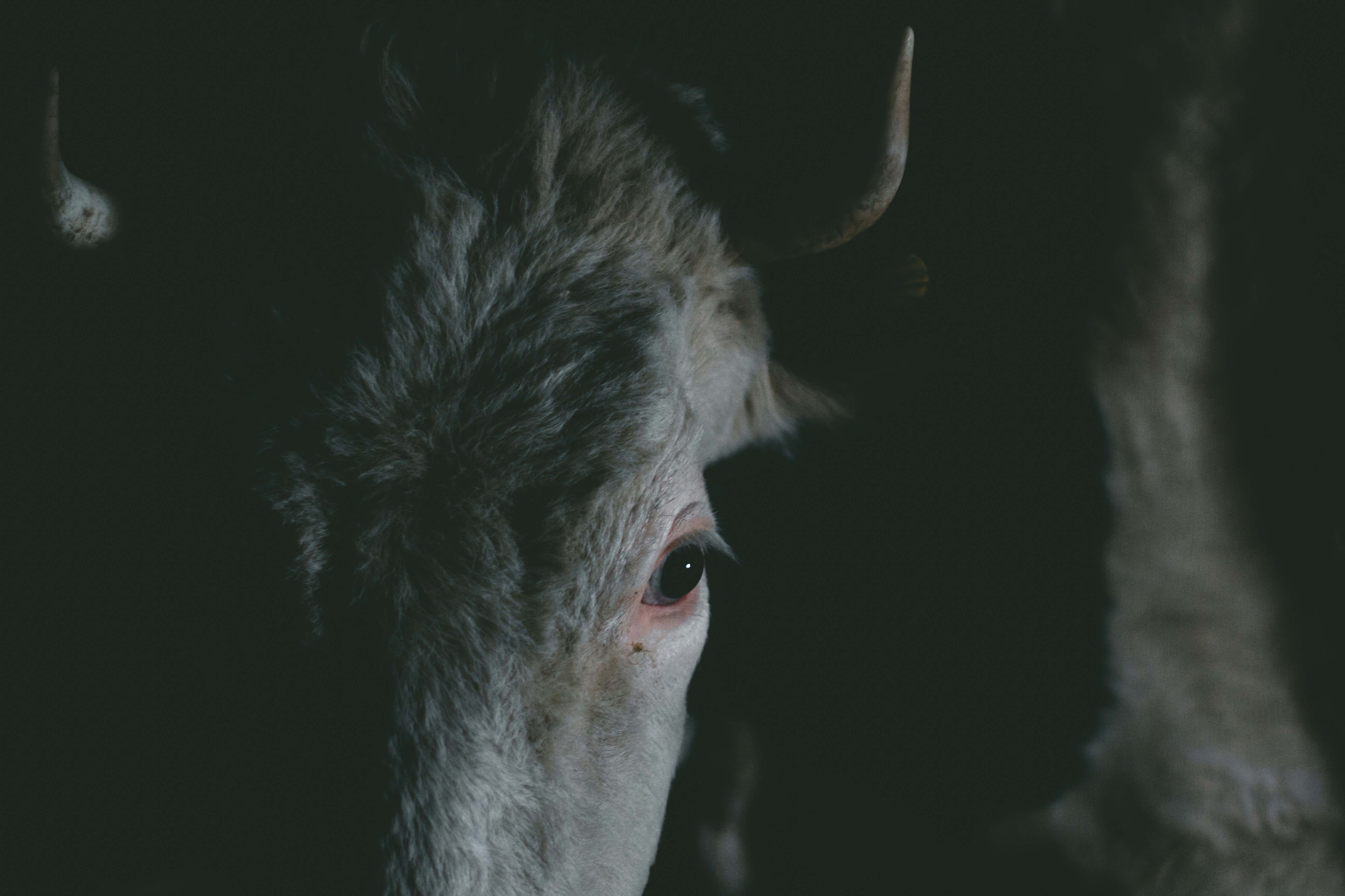 Photo by rubtsovskcat