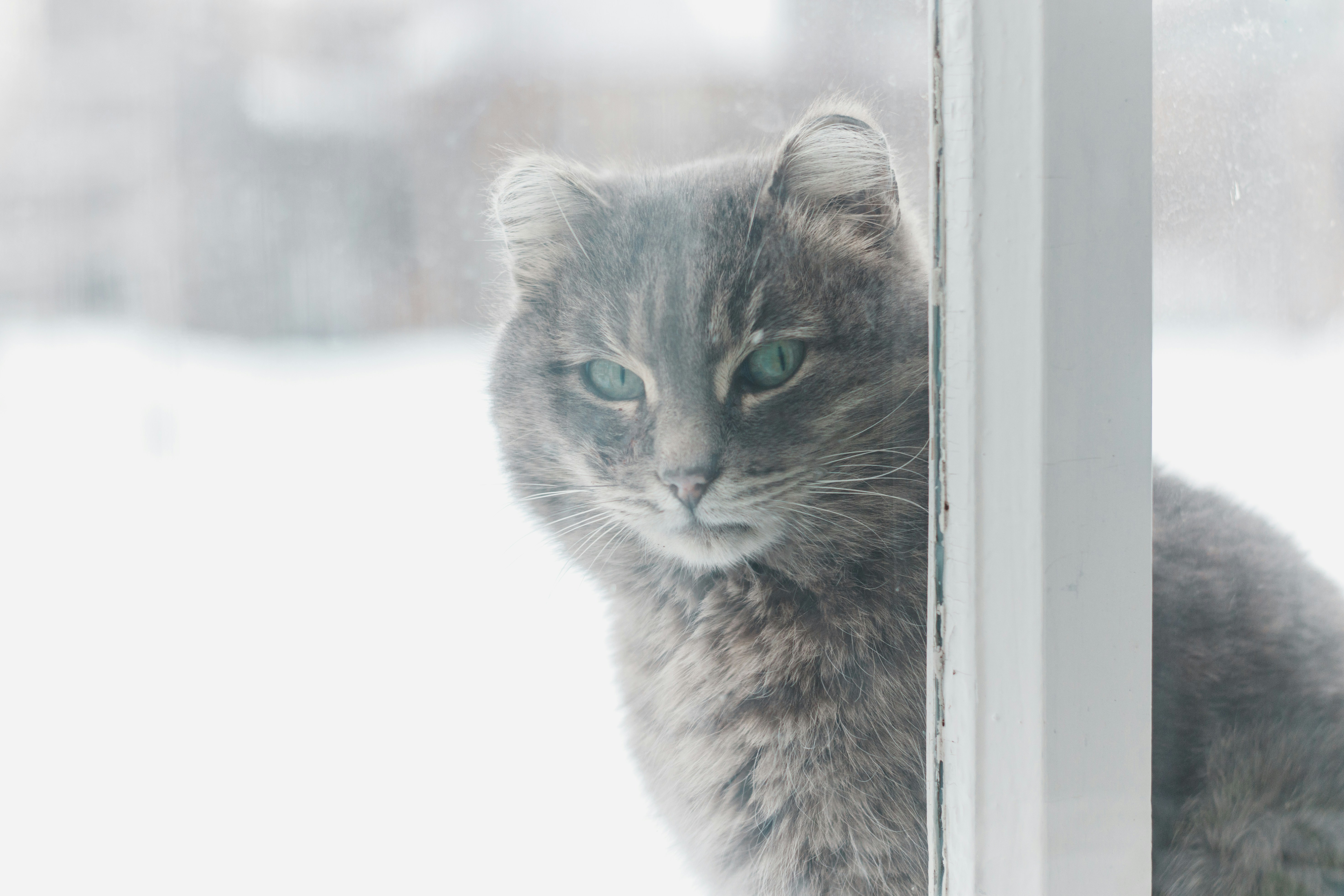 6. Doorbells and Unexpected Visitors: Danger at the Gate (image credits: unsplash)