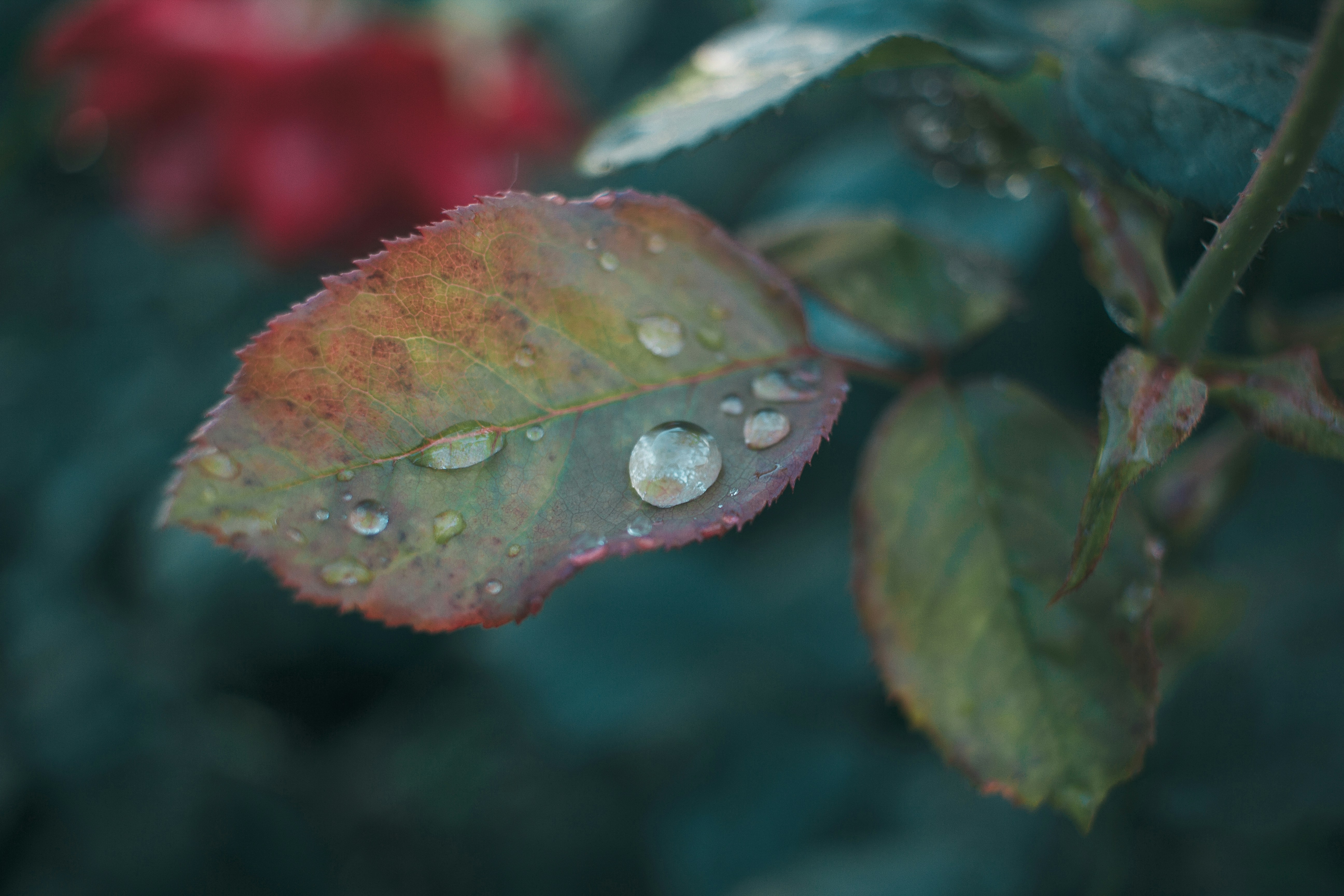 gouttelettes d’eau sur feuille verte et rouge