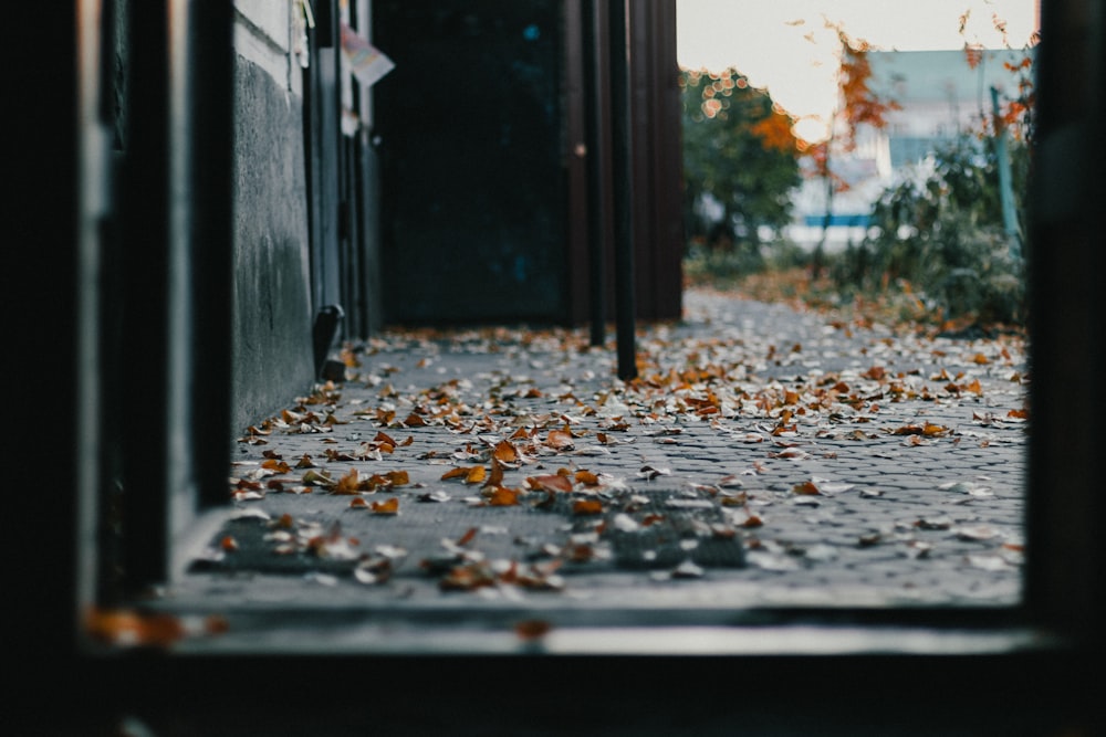 grey concrete road with dried leaves on side during daytime