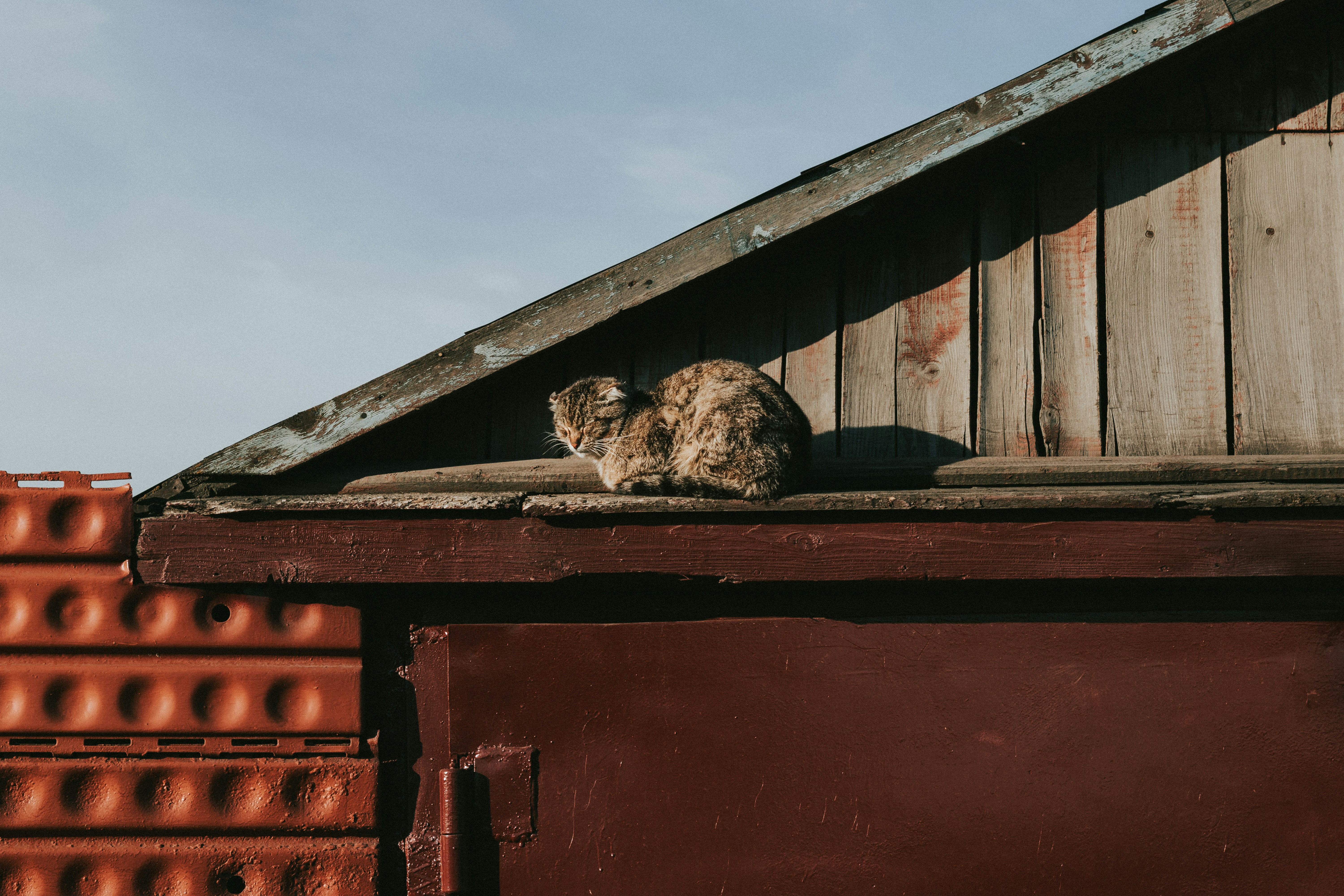 天啊！貓皇竟然這樣暗示你…鏟屎官別再傻了！