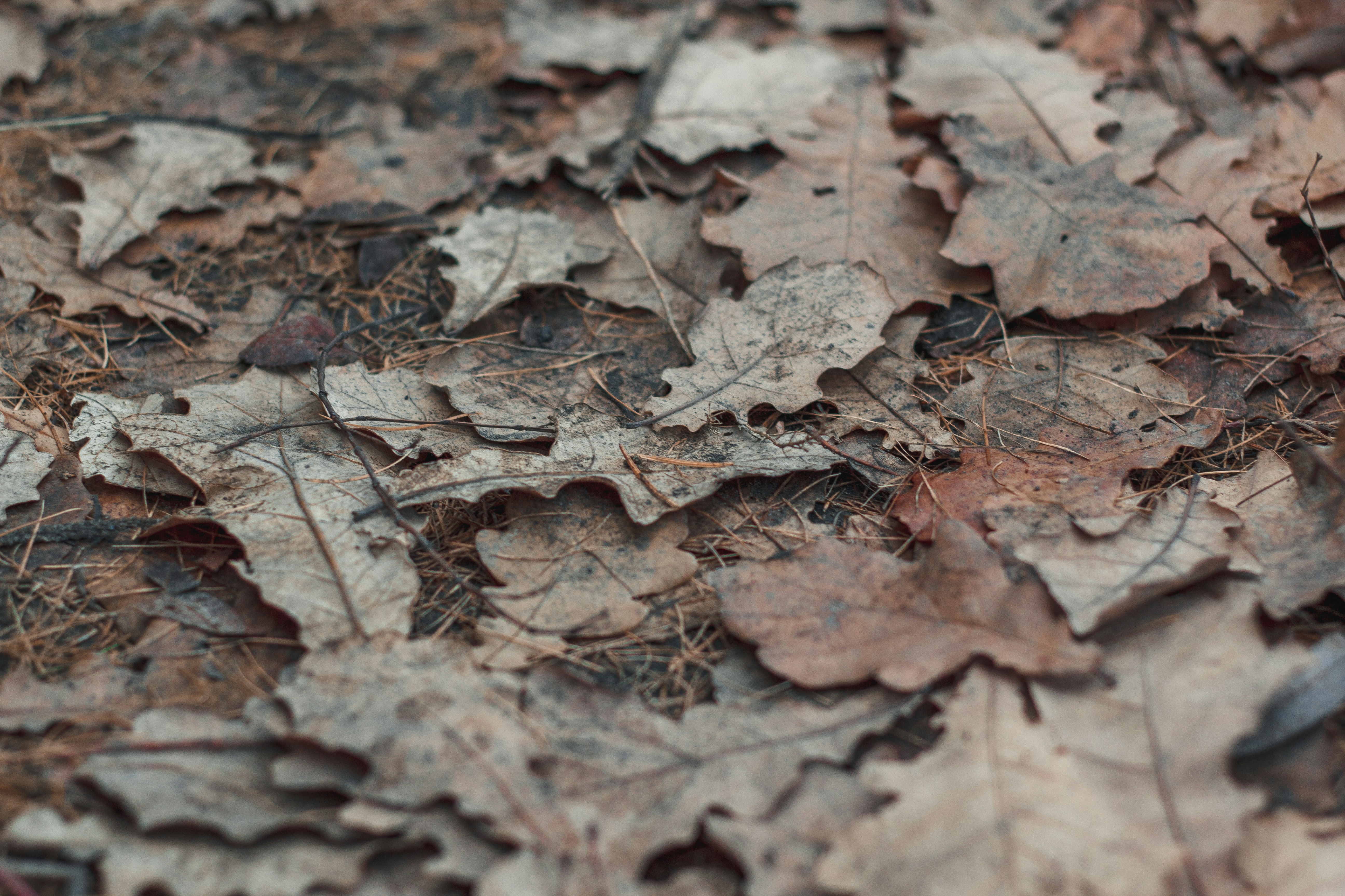 Photo by rubtsovskcat