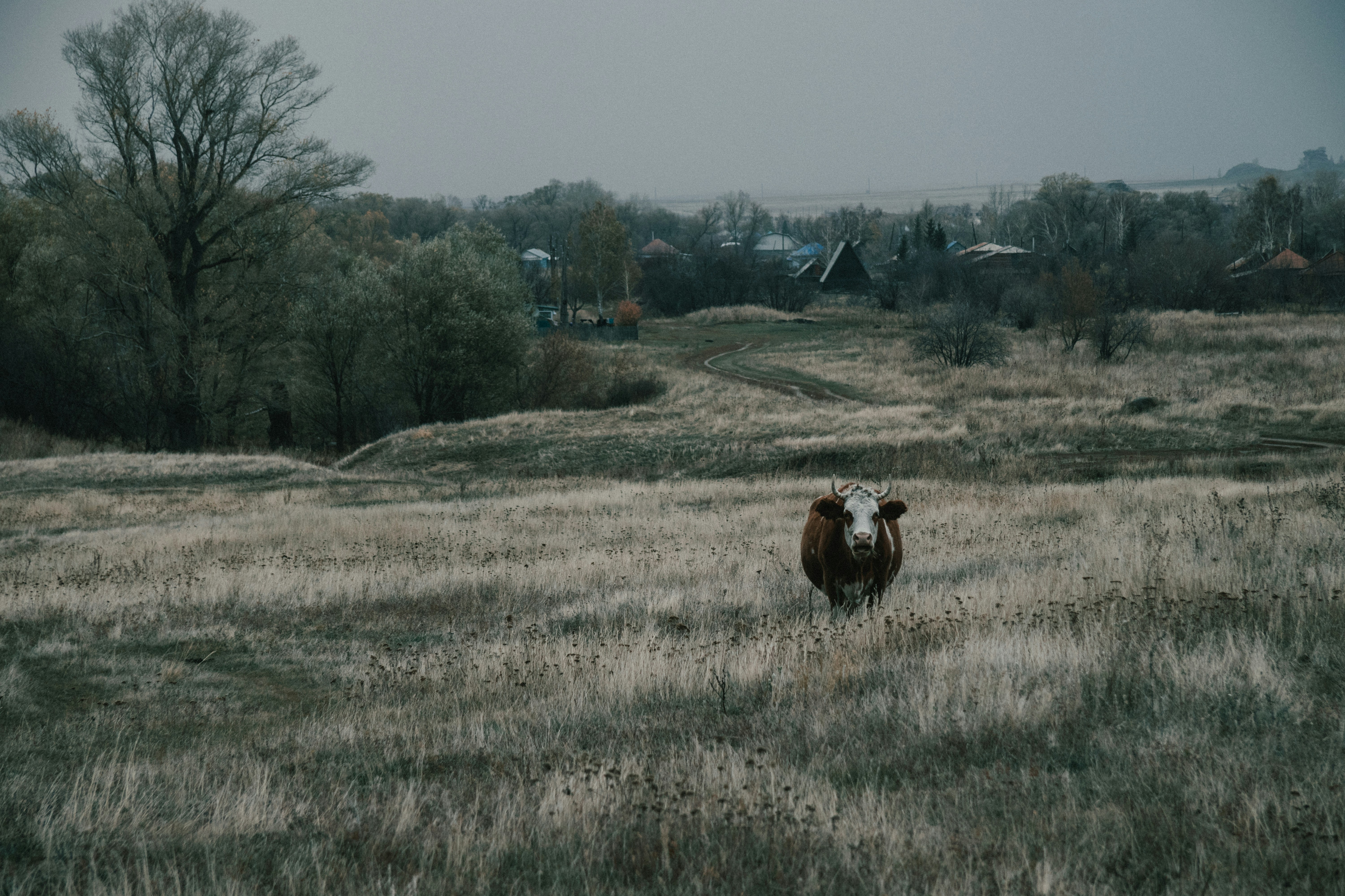 Photo by rubtsovskcat