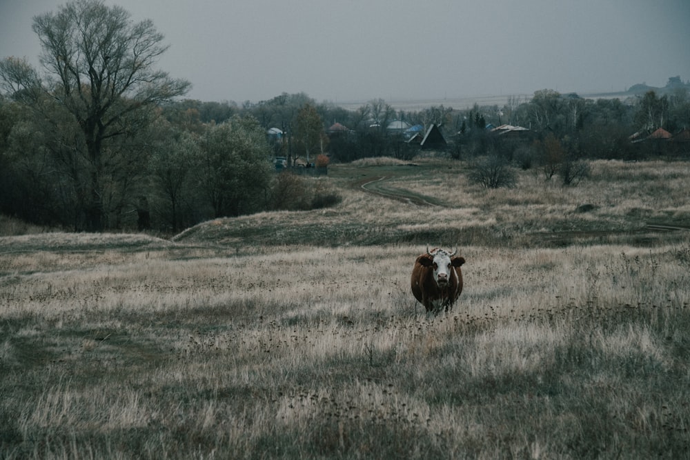 brown and white cow on green grass field during daytime