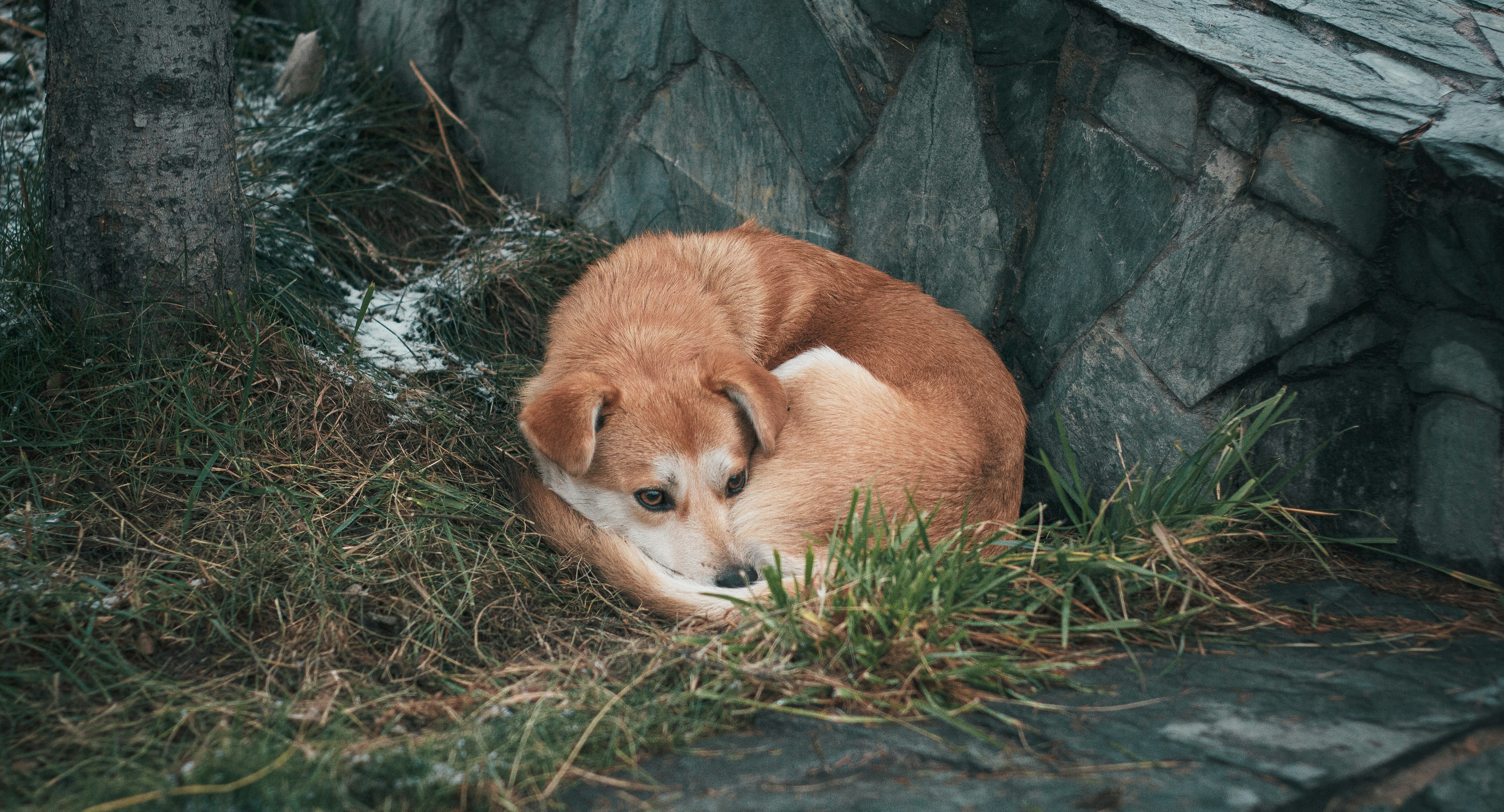 Photo by rubtsovskcat