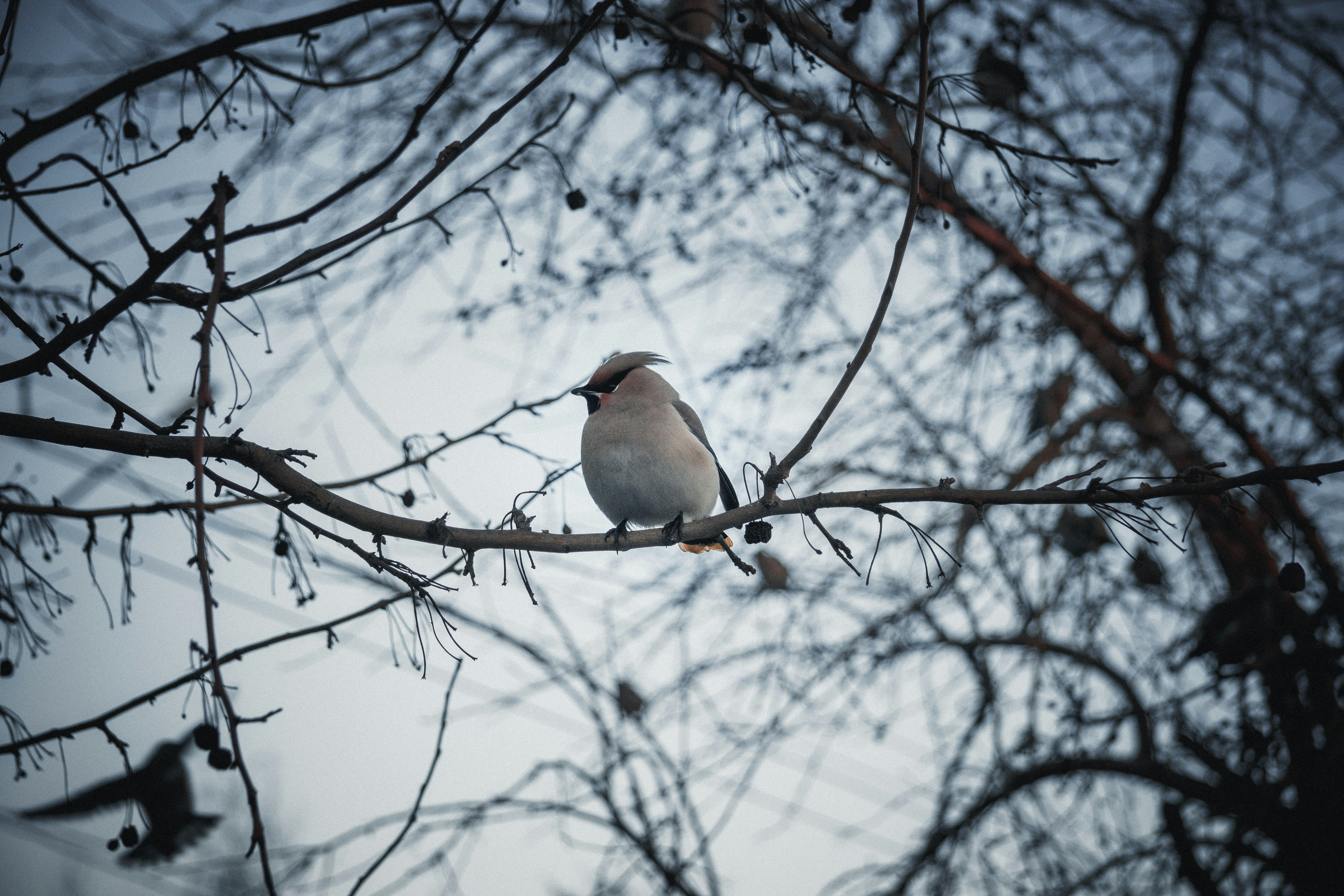 Photo by rubtsovskcat