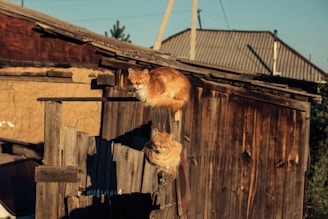 orange tabby cat on brown wooden house