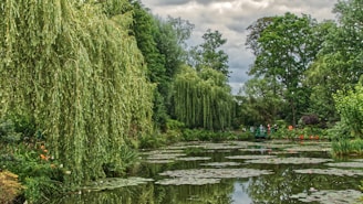green trees beside river under cloudy sky during daytime