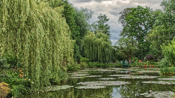 green trees beside river under cloudy sky during daytime