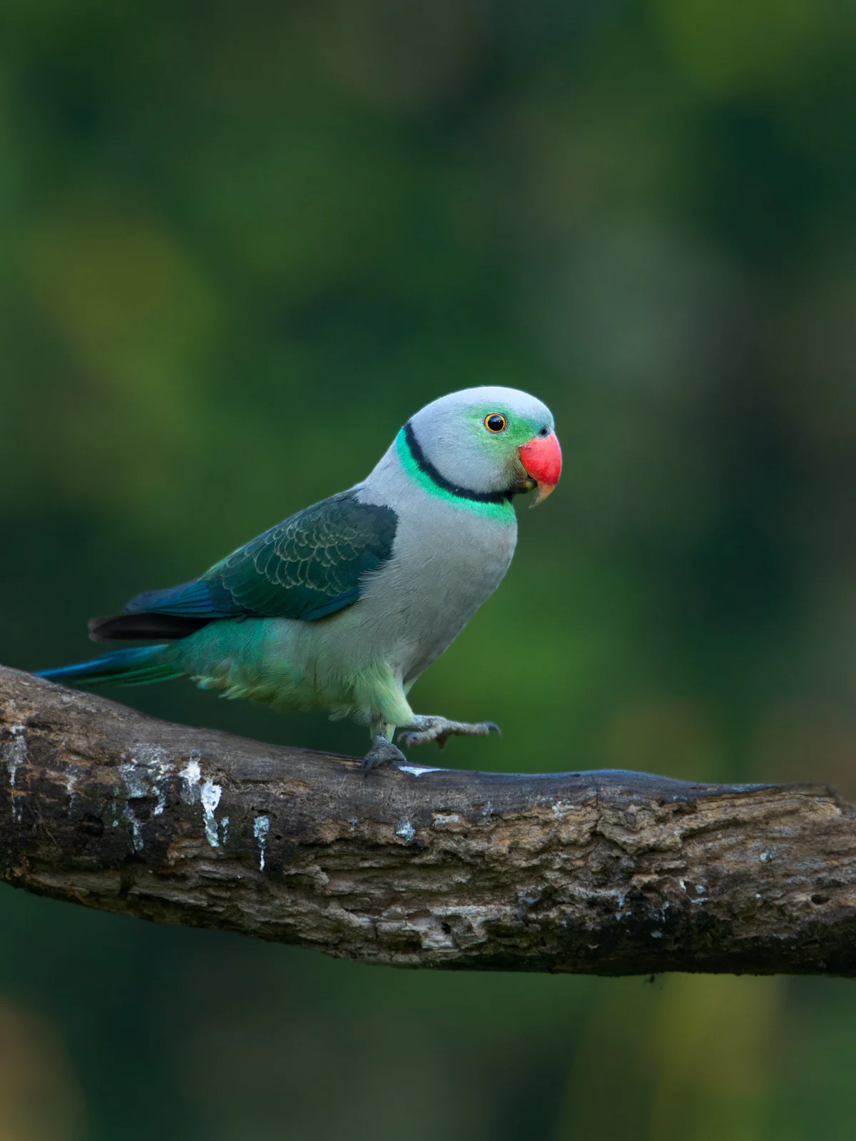 Thattekad Bird Sanctuary