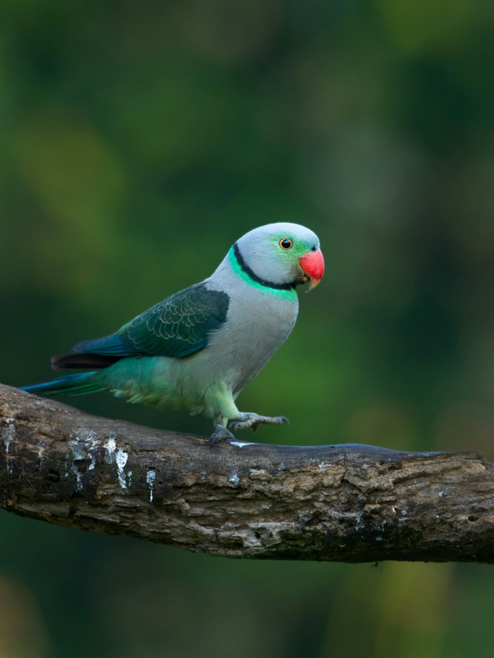 green white and red bird on brown tree branch