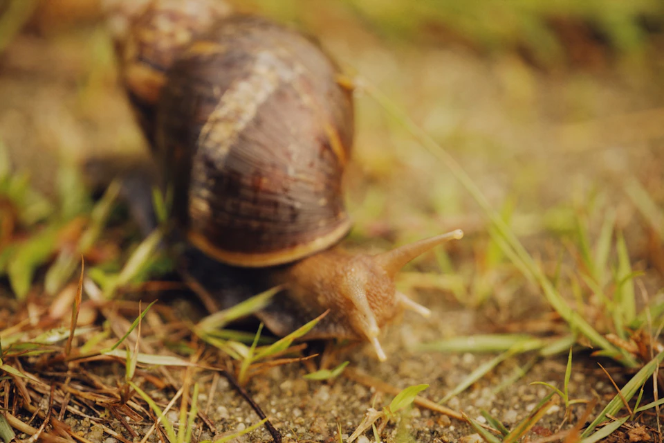 The image shows a brown snail making its way across a concrete sidewalk, moving towards the right side of the frame. The snail's shell is speckled with patches of brown and white, adding to its natural charm. The background consists of a grassy area that extends into the distance, providing a contrast between the snail's dark color and the lighter tones of the surroundings.

The image does not contain any discernible text or other objects, making it a simple yet captivating snapshot of nature at work.