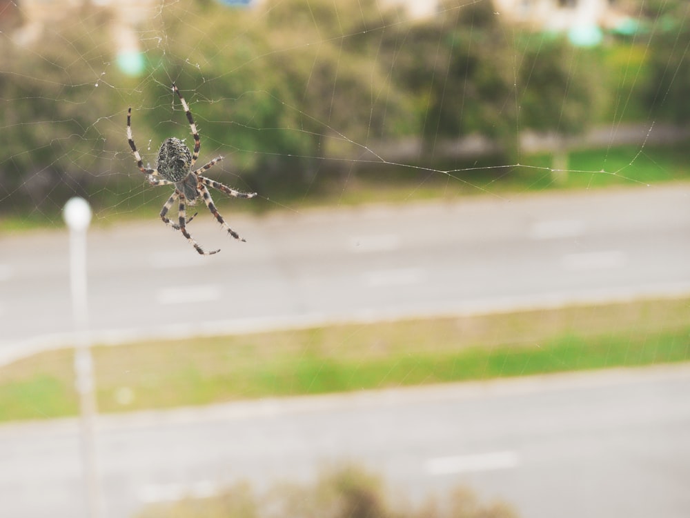 brown spider on web during daytime