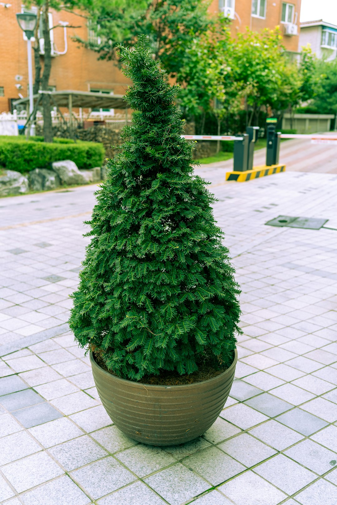 green plant on brown clay pot