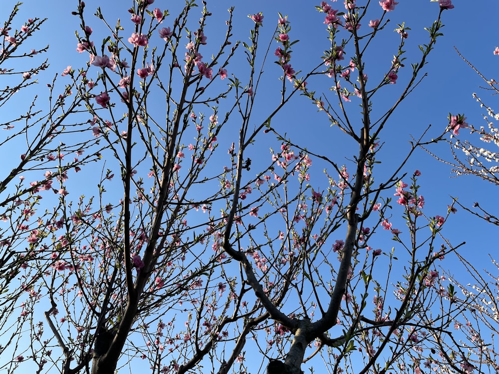 red and white flowers on tree branch