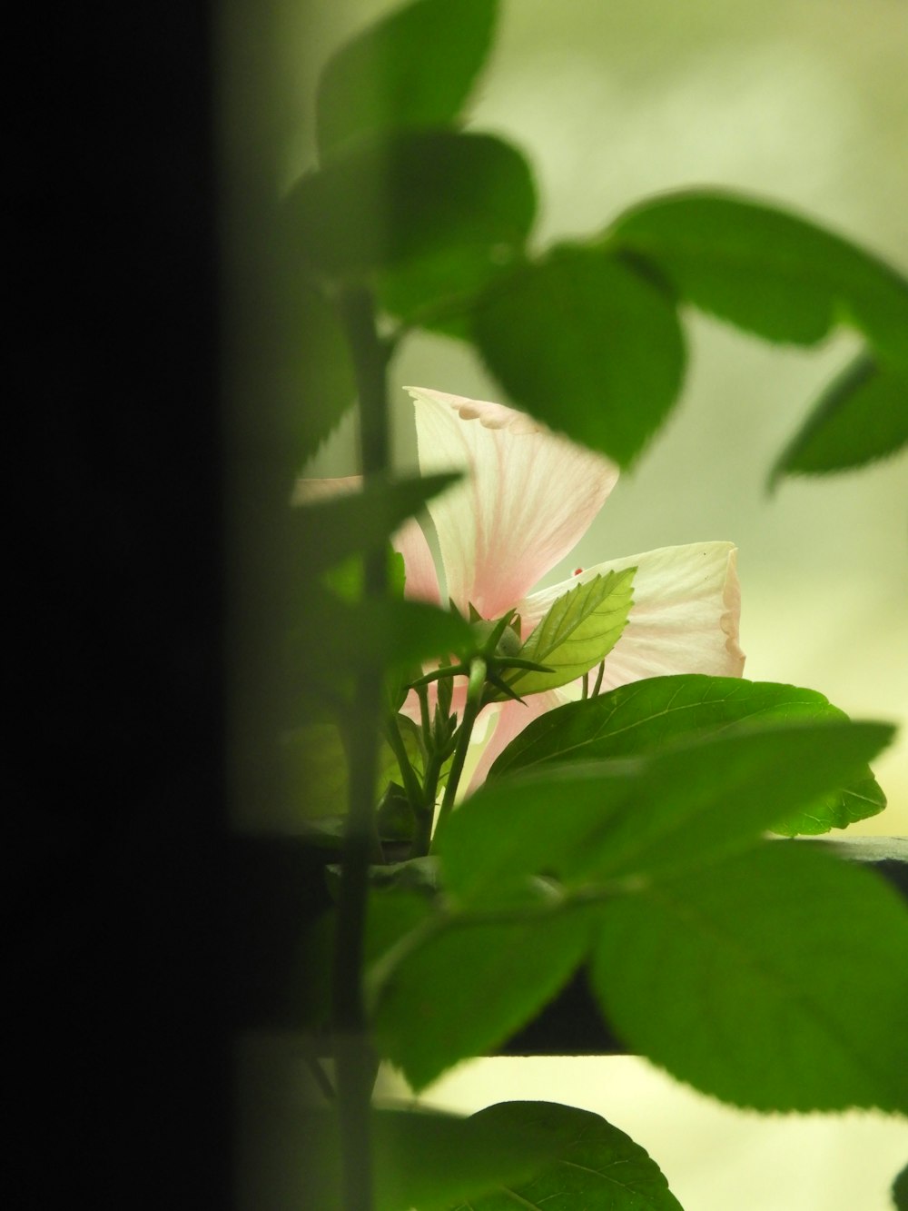 white flower with green leaves