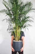 green plant on gray pot