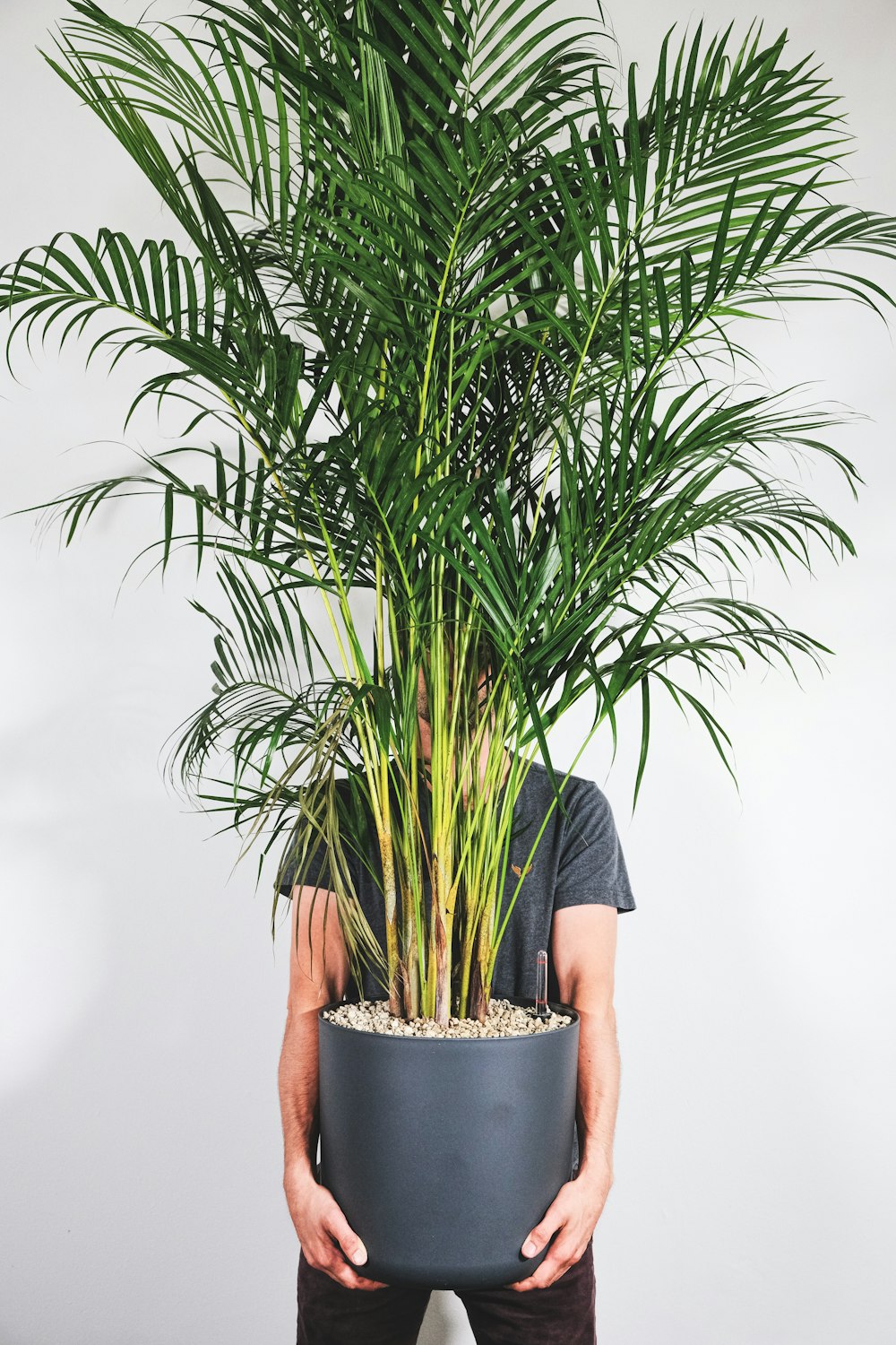 pianta verde su vaso grigio