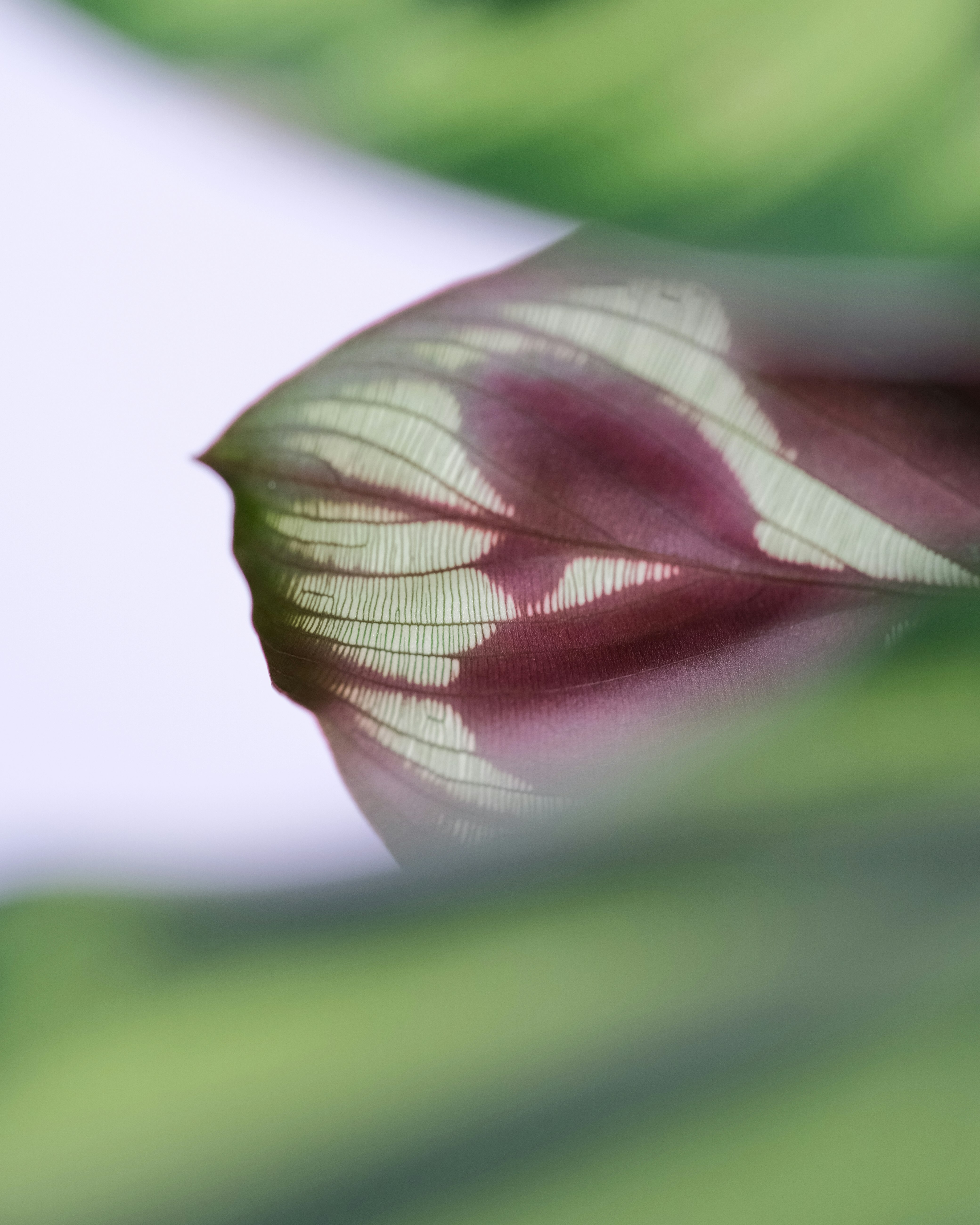 purple and green leaf in macro photography