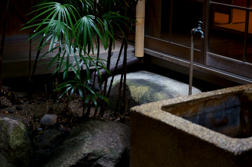 green palm plant near brown concrete wall