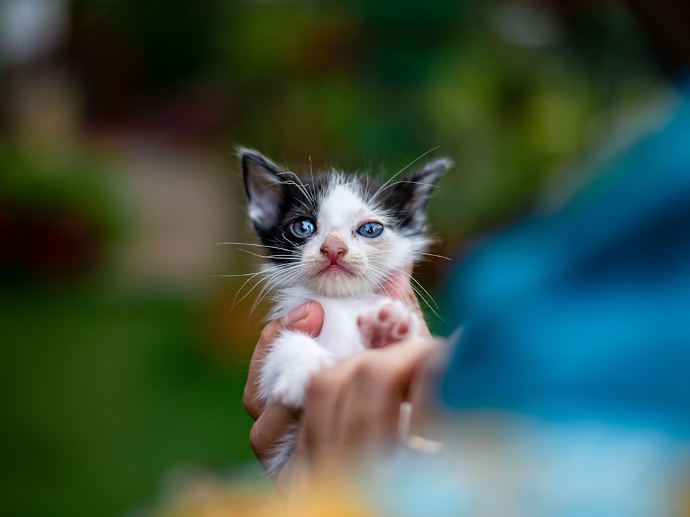 white and black cat on persons hand