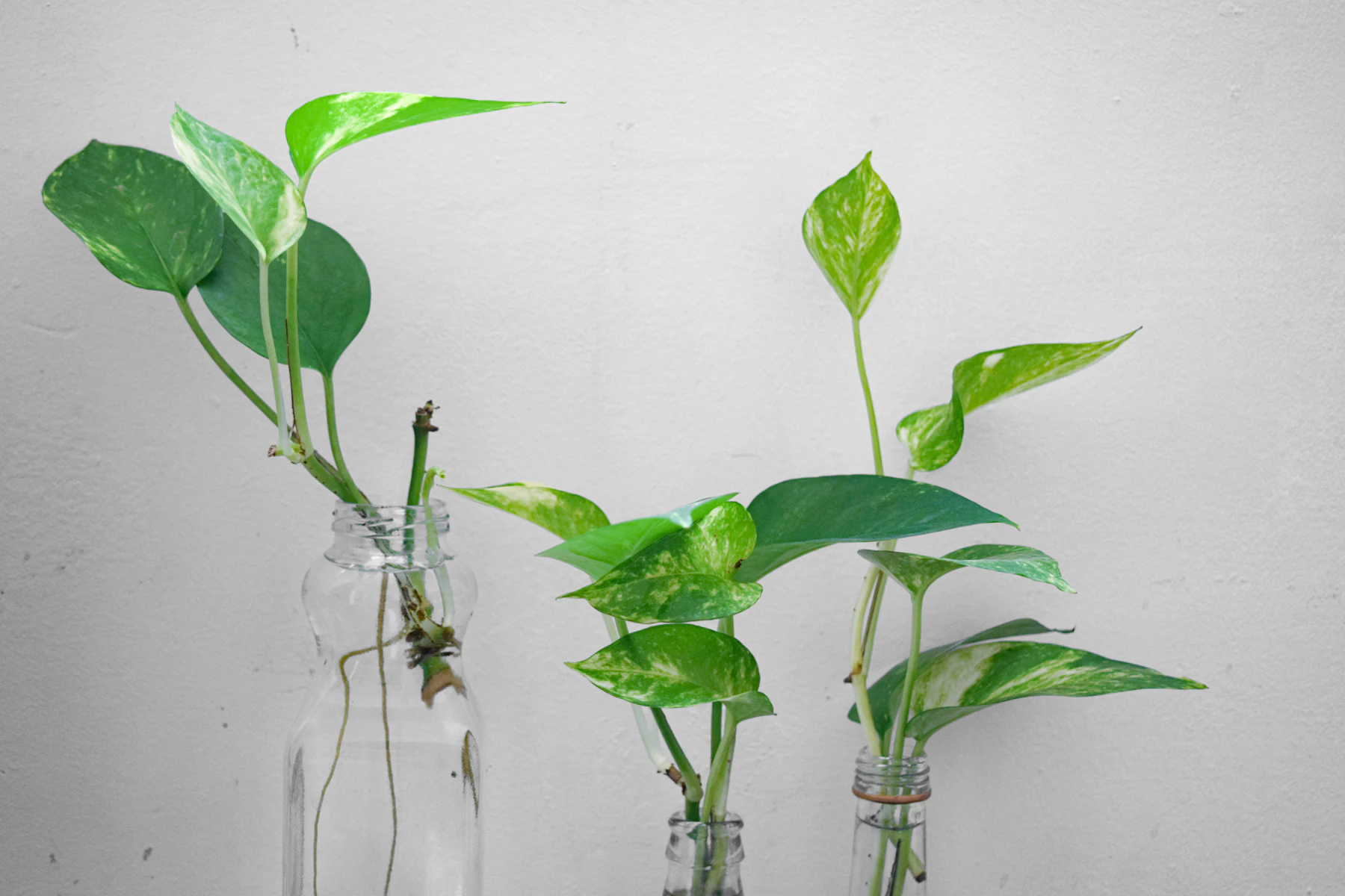 Pothos cuttings standing in three glass bottles of water against a white wall, with thin roots showing in one bottle