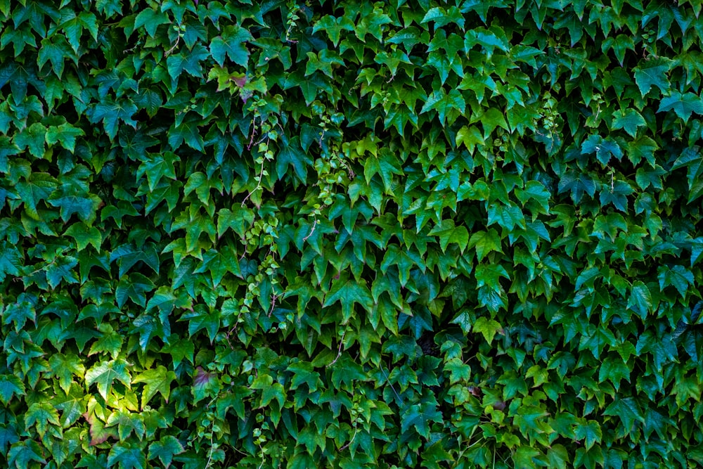 green leaves on brown soil