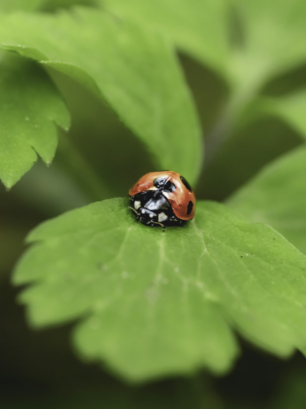 red and black ladybug on green leaf