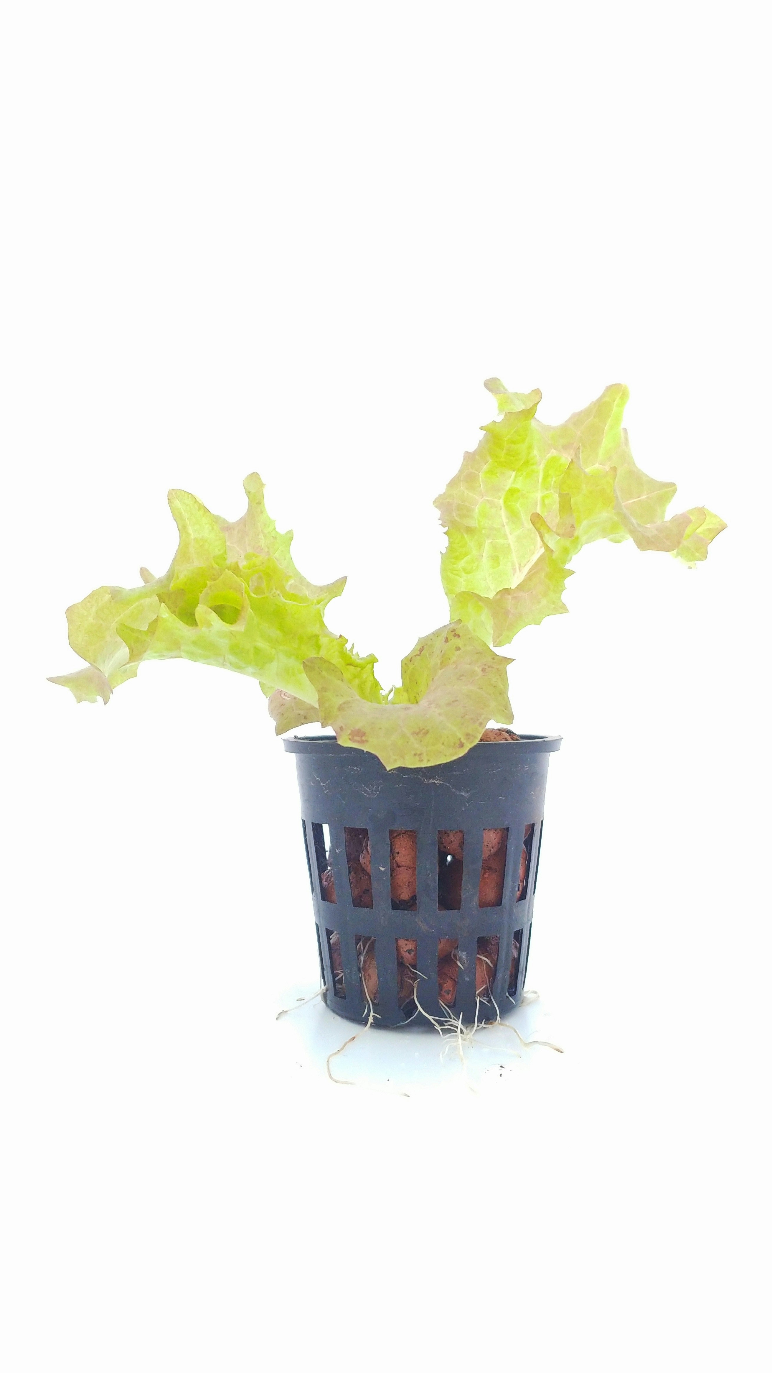 Close-up of green plant roots in clear water hydroponic system, bright natural lighting, clean white background