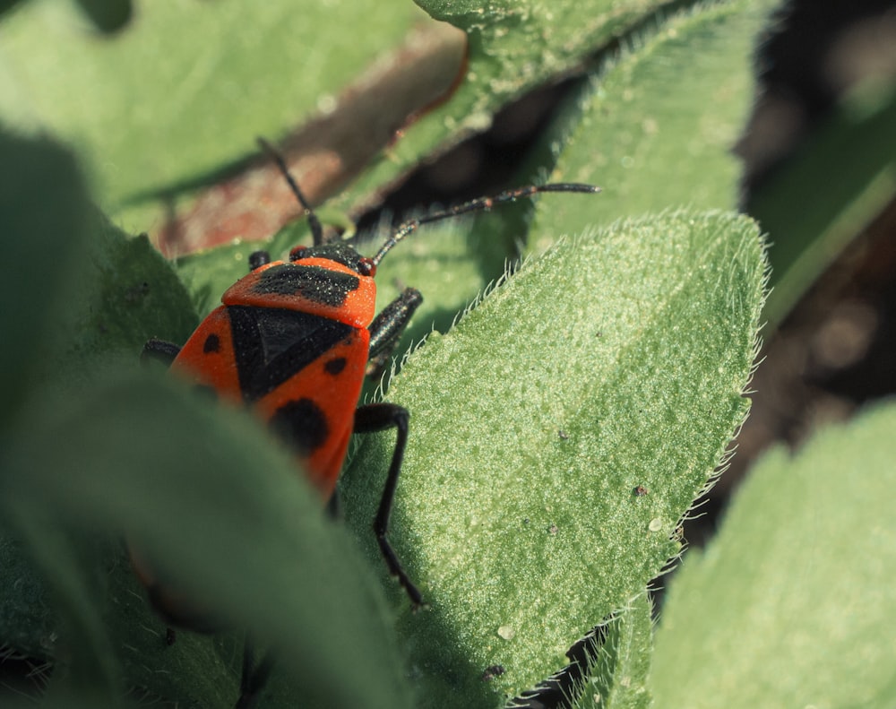 orange and black ladybug on green leaf