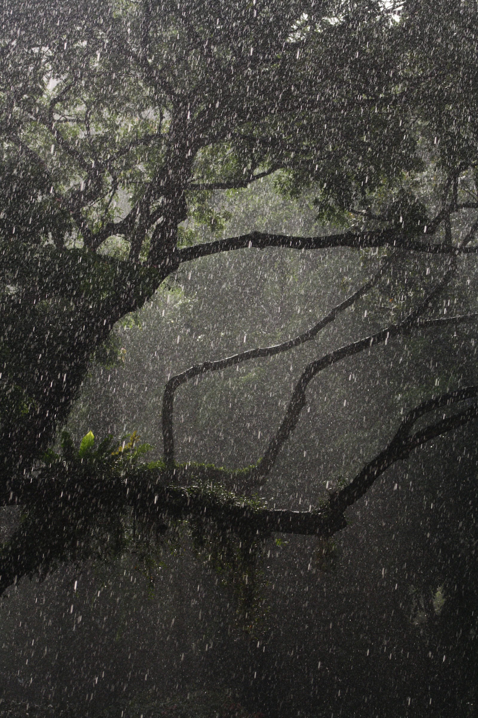 Lluvia en la Naturaleza