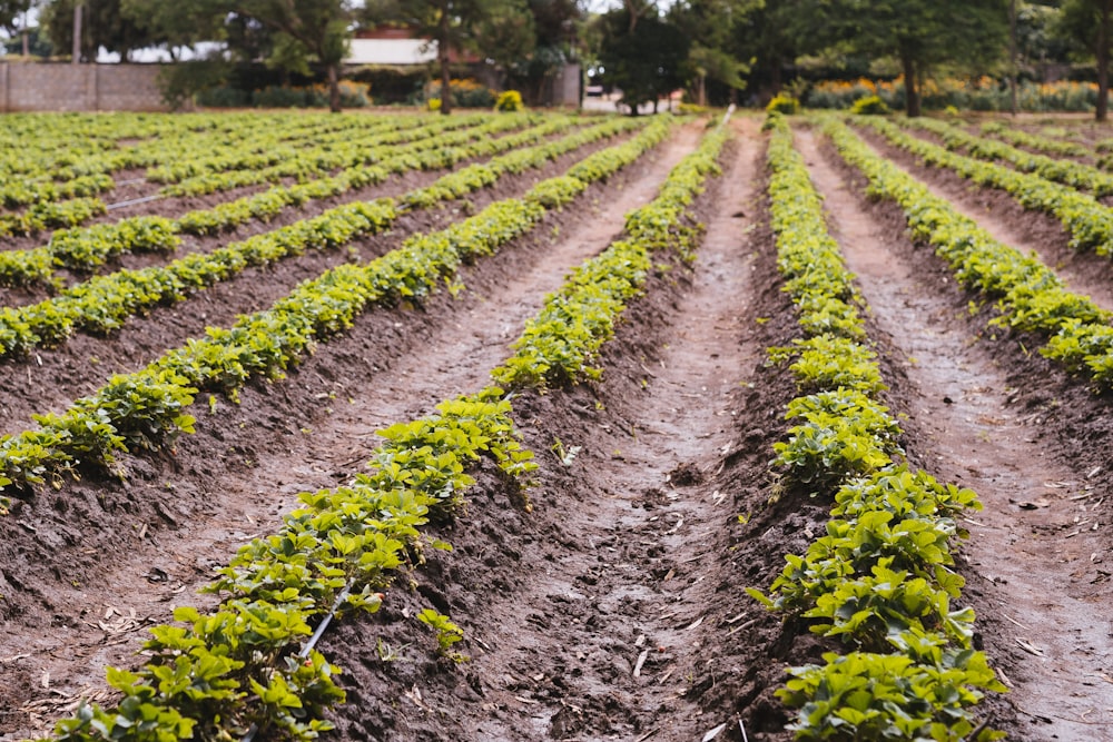 green plants on brown soil during daytime