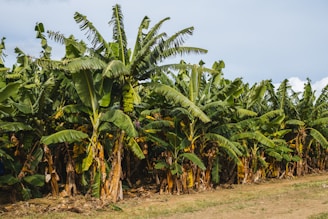 green palm tree on brown field during daytime